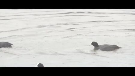 Ass By Traffic Junky